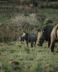 Baby rhino grazing