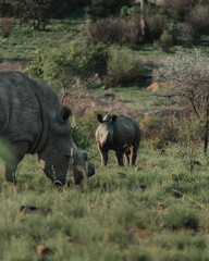 Baby rhino grazing 