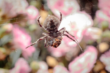 Knobbled Orbweaver eating a bee in a garden