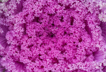 Purple kale flowers，Brassica oleracea var. acephala DC.