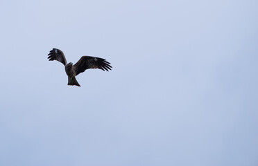 大空を悠々と飛ぶトビ