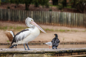 Australian pelican on a swimming pontoon in a lake
