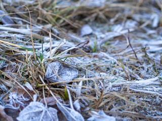 Macro green grass and leaves of plants from frost