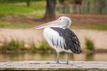Australian pelican on a swimming pontoon in a lake