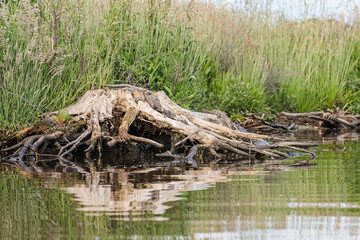Tree stump beside a lake