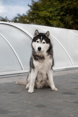 A portrait of very old Siberian Husky male dog. The dog is sitting on grey lines, a grey pool pavilion, and green trees are behind him. He is very attentive; his eyes are brown; fur is black and white