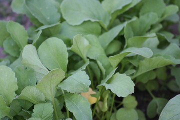 Obraz premium Radish | Radis