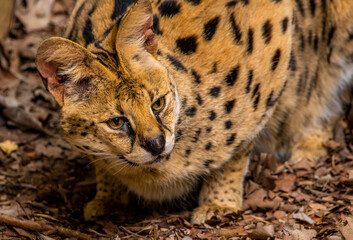 serval on the ground