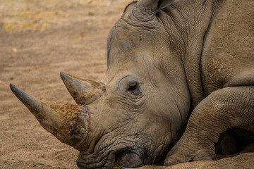 Obraz premium rhino in zoo