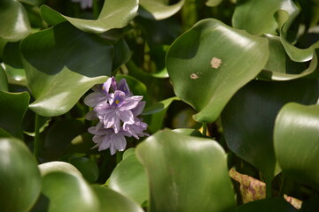 Fiorellini viola nel verde