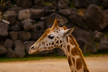 giraffe in the zoo