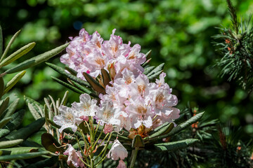 Catawba Rhododendron Cultivar (Rhododendron catawbiense) in park