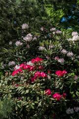 Fototapeta na wymiar Catawba Rhododendron Cultivar (Rhododendron catawbiense) in park