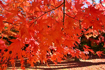 The trees leaves on the mountains were starting to change color.
