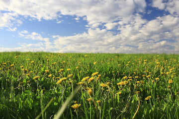 Fototapeta premium dandelions field city / abstract summer landscape field with yellow flowers in the suburbs