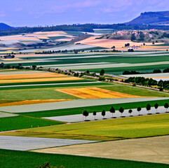 Campo cultivado em area rural. Nordlingen. Alemanha. Europa