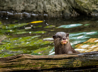 otter in the water