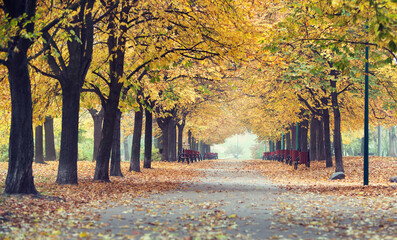 Fototapeta na wymiar View of walkway and autumn trees in park