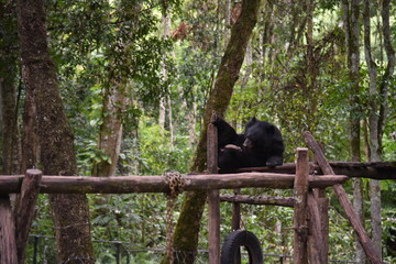 Gorilla che si diverte