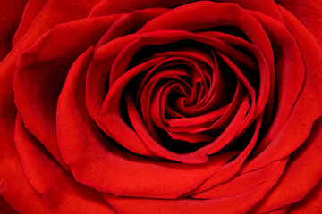 Valentine Red Rose