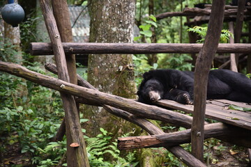 Gorilla che si diverte