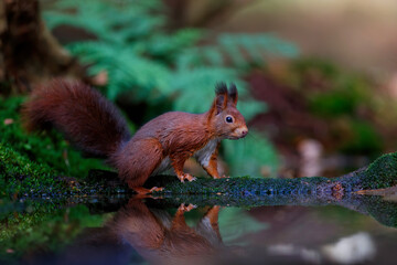 Eurasian red squirrel (Sciurus vulgaris) searching for food in the autumn in the forest in the South of the Netherlands.