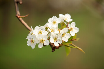 Obraz premium Pear trees blossom in spring