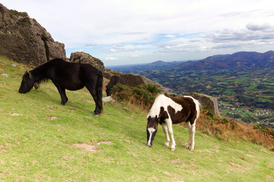 Des pottoks (petit cheval basque) pendant l'ascension de la Rhune dans le pays Basque en automne avec la vue d&eacute;gag&eacute;e derri&egrave;re