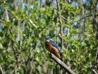 young kingfisher (Alcedo atthis) perched on branch over pond