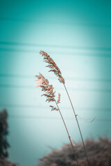 Fototapeta na wymiar grass in the wind