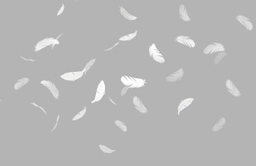 Group of a white bird feathers falling down in the air. isolate on gray background.