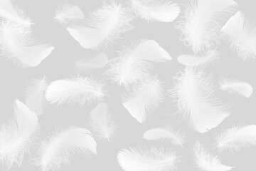 Soft light fluffy a white feathers on gray background.