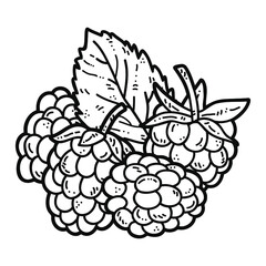 . Vector set of hand drawn cute raspberry and leaf