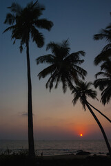 Sunset between palm trees at Cola beach, Goa, India