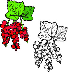 Obraz premium Vector cute hand drawn currant and leaf for coloring book