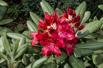 Dwarf Rhododendron Cultivar (Rhododendron repens) in park