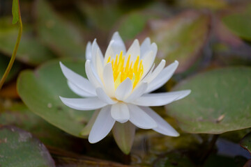 White Waterlily Flower and leaves on a pond