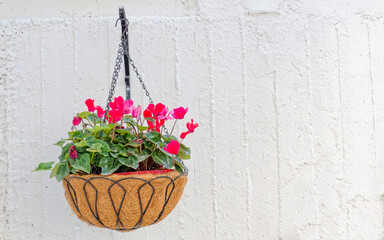 Fototapeta na wymiar hanging basket of vivid colored flowers on rough white wall background, space for text