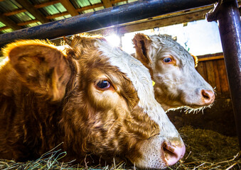 Fototapeta premium cow at the european alps