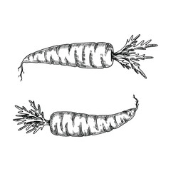 Hand drawn black and white crosshatch vector illustration of two carrots. No background.