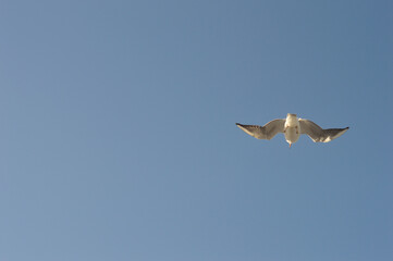 Gull
