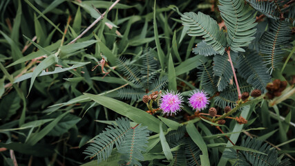 two Mimosa pudica flowers look cute in the green crowd