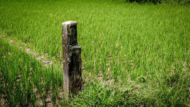 land divider standing alone in the rice fields