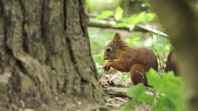 Red squirrel close up on forest background. Clip. Little adorable hungry squirrel eating a nut near a tree trunk and green forest plants, concept of wildlife.