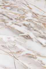Winter nature print with close up of light beige dried grass with snow in the background. Reeds in beige with selective focus and the background is blurred. 