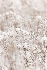 Winter nature print with close up of light beige dried grass with snow in the background. Reeds in beige with selective focus and the background is blurred. 