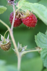 Framboise