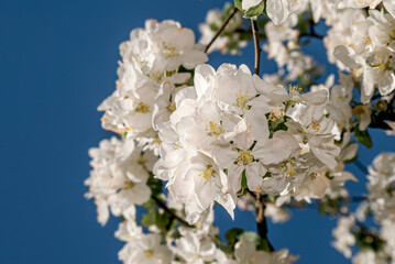 Apple Tree (Malus domestica) in orchard