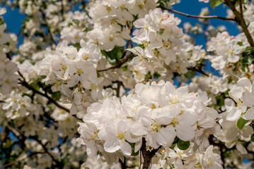 Apple Tree (Malus domestica) in orchard