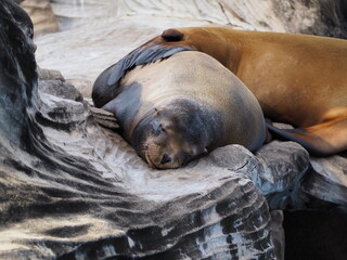 動物園のアシカ